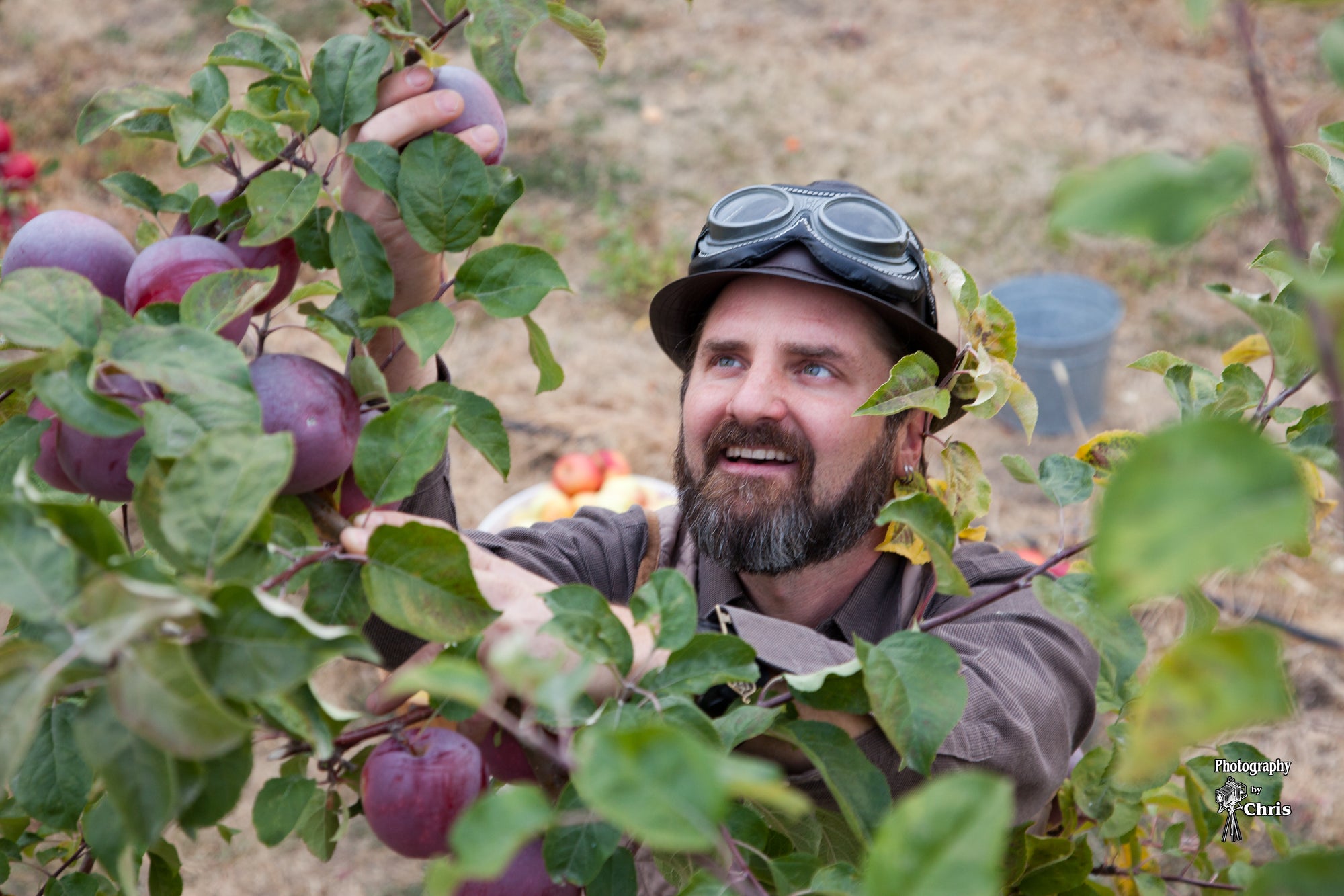 Orchardist Nik picks heritage apples at Howling Moon Craft Cider in Oliver BC
